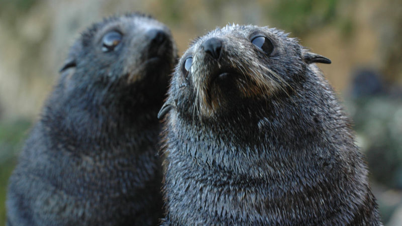 Fully discover the wildlife capital of New Zealand, brimming with natural heritage and fascinating history on an insightful full day tour with our expert guides...